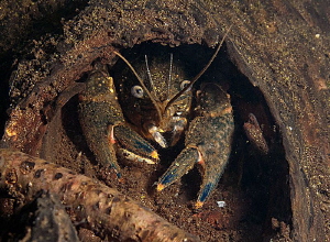 Knothole uw home.
Spiny-cheek crayfish (Orconectes limos... by Chris Krambeck 
